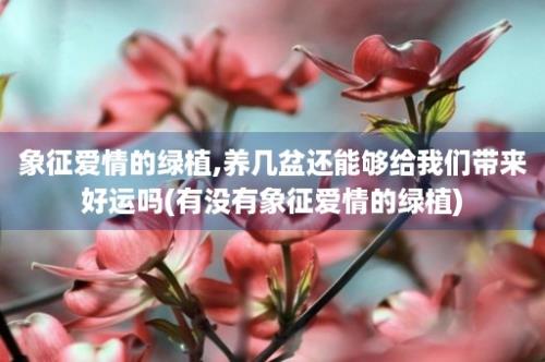 象征爱情的绿植,养几盆还能够给我们带来好运吗(有没有象征爱情的绿植)