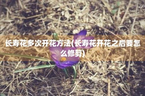 长寿花多次开花方法(长寿花开花之后要怎么修剪)