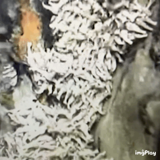 400度水温能生存的虾（火山口生存的虾）(5)