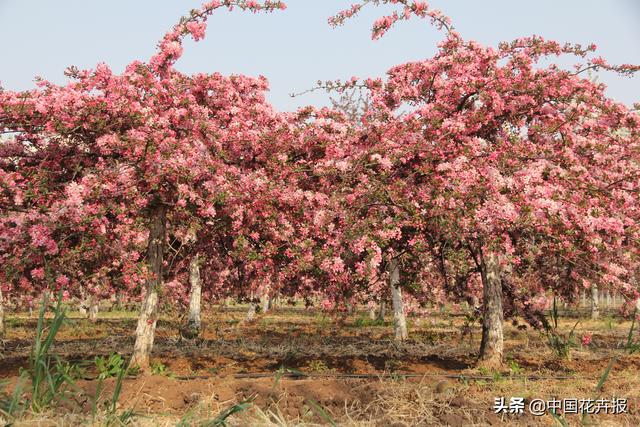 北美海棠长什么样（既养眼又长知识）(7)