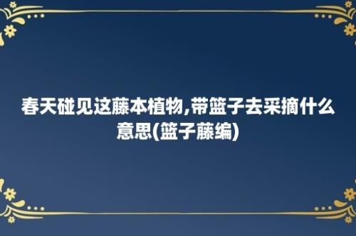 春天碰见这藤本植物,带篮子去采摘什么意思(篮子藤编)