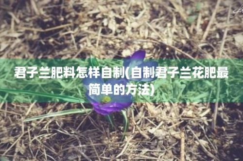 君子兰肥料怎样自制(自制君子兰花肥最简单的方法)