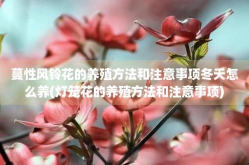 蔓性风铃花的养殖方法和注意事项冬天怎么养(灯笼花的养殖方法和注意事项)