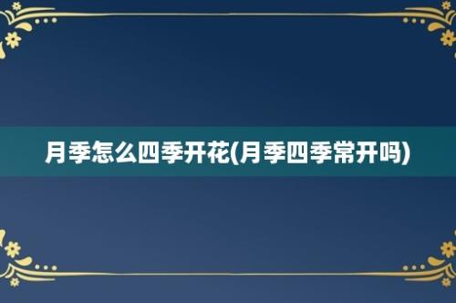 月季怎么四季开花(月季四季常开吗)