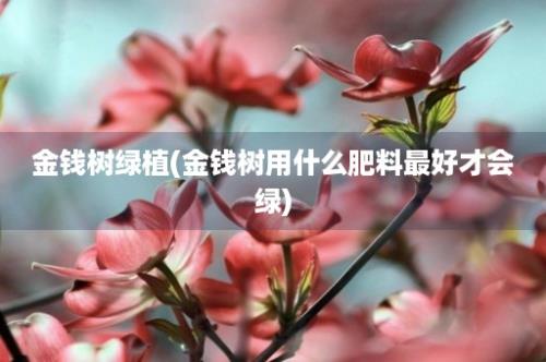 金钱树绿植(金钱树用什么肥料最好才会绿)