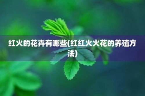 红火的花卉有哪些(红红火火花的养殖方法)