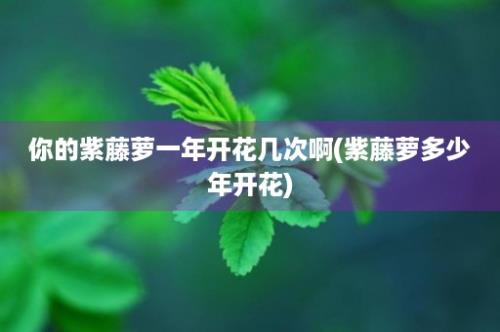 你的紫藤萝一年开花几次啊(紫藤萝多少年开花)