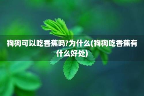 狗狗可以吃香蕉吗?为什么(狗狗吃香蕉有什么好处)