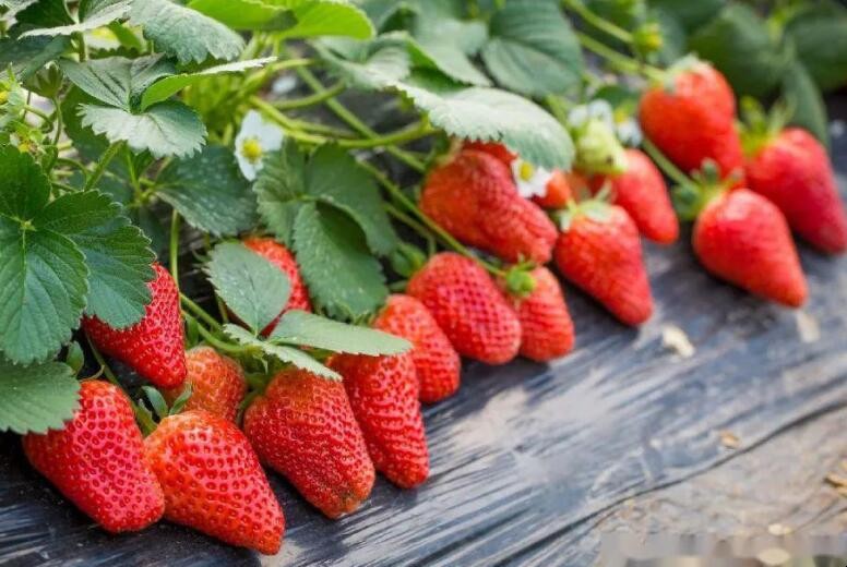 摘草莓文案有哪些