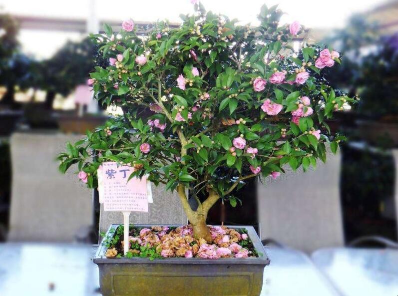 茶花盆栽