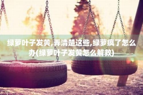 绿萝叶子发黄,弄清楚这些,绿萝疯了怎么办(绿萝叶子发黄怎么解救)