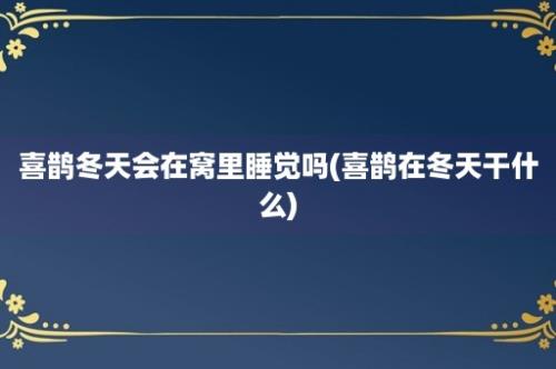 喜鹊冬天会在窝里睡觉吗(喜鹊在冬天干什么)