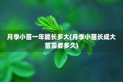 月季小苗一年能长多大(月季小苗长成大苗需要多久)