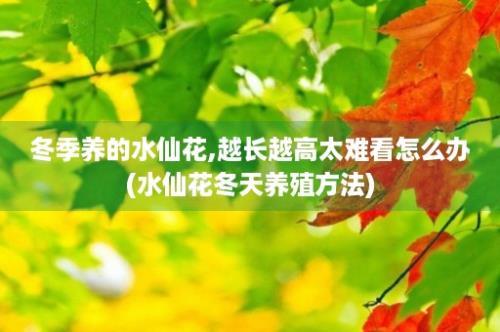 冬季养的水仙花,越长越高太难看怎么办(水仙花冬天养殖方法)