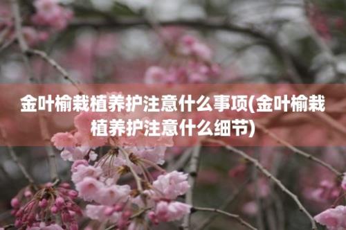 金叶榆栽植养护注意什么事项(金叶榆栽植养护注意什么细节)