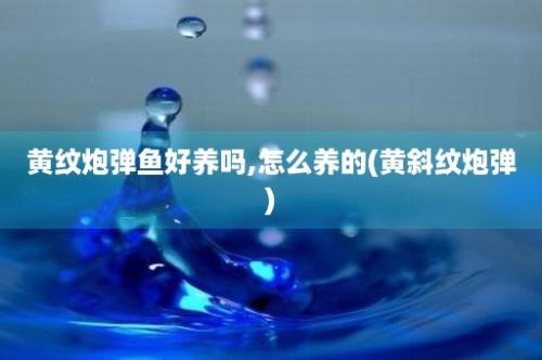 黄纹炮弹鱼好养吗,怎么养的(黄斜纹炮弹)