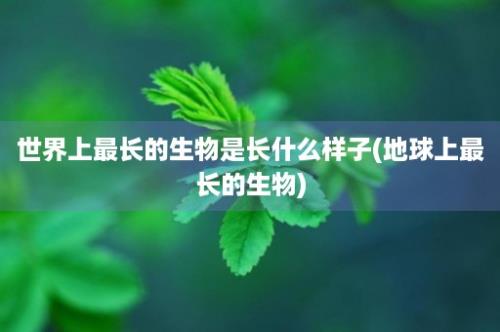 世界上最长的生物是长什么样子(地球上最长的生物)