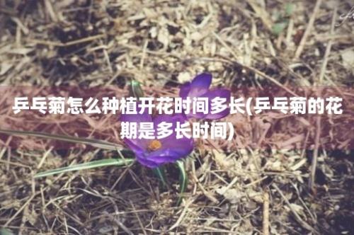 乒乓菊怎么种植开花时间多长(乒乓菊的花期是多长时间)