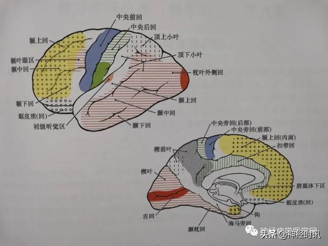 丘脑解剖结构图及功能（丘脑的解剖生理功能）(2)