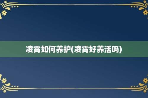 凌霄如何养护(凌霄好养活吗)