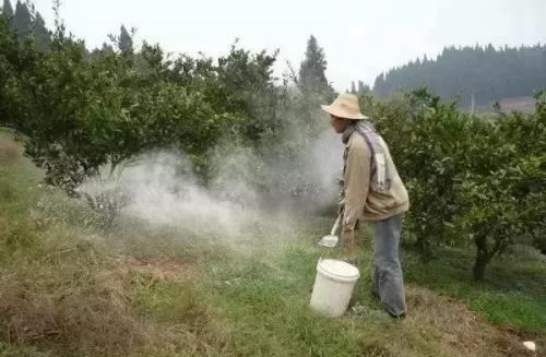 晚熟柑橘栽培面临的四大难题，个个决定种植成败！