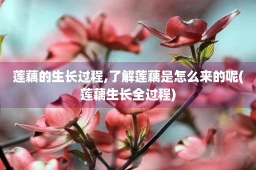 莲藕的生长过程,了解莲藕是怎么来的呢(莲藕生长全过程)