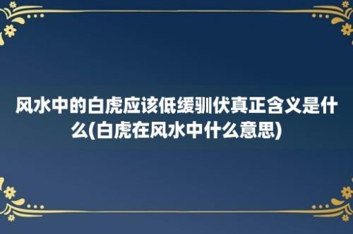 风水中的白虎应该低缓驯伏真正含义是什么(白虎在风水中什么意思)