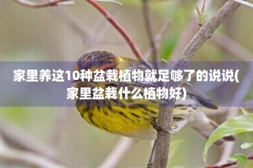 家里养这10种盆栽植物就足够了的说说(家里盆栽什么植物好)