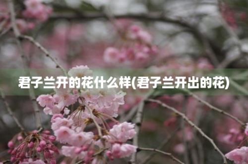 君子兰开的花什么样(君子兰开出的花)