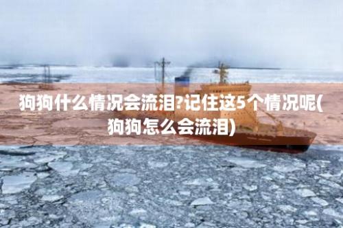 狗狗什么情况会流泪?记住这5个情况呢(狗狗怎么会流泪)