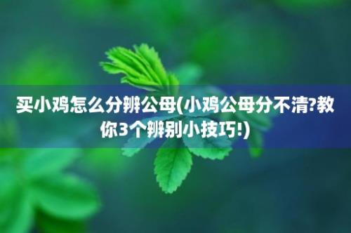 买小鸡怎么分辨公母(小鸡公母分不清?教你3个辨别小技巧!)