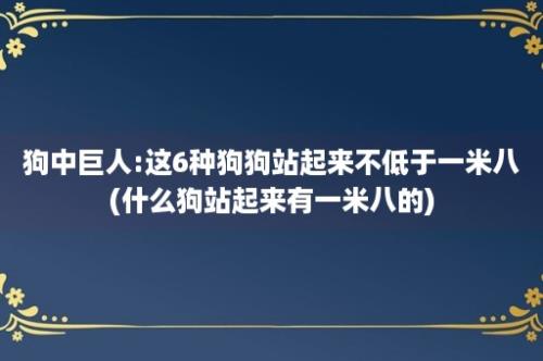 狗中巨人:这6种狗狗站起来不低于一米八(什么狗站起来有一米八的)