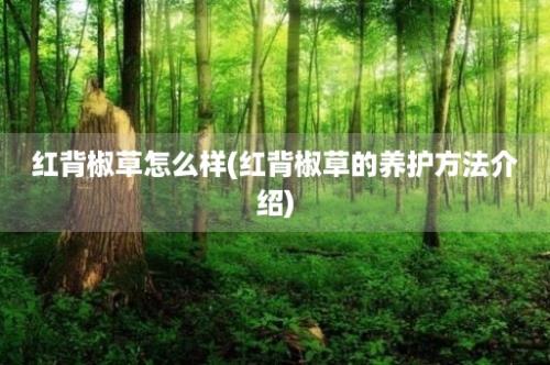 红背椒草怎么样(红背椒草的养护方法介绍)