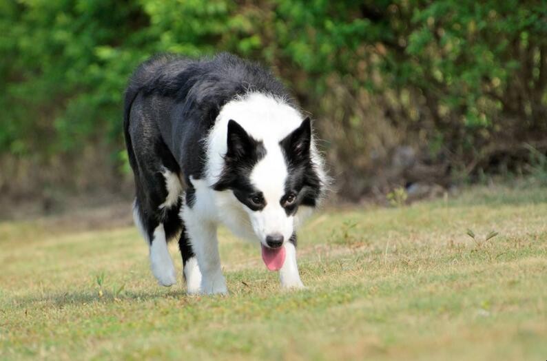 边境牧羊犬