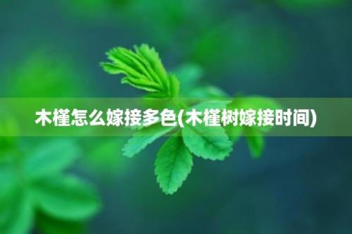 木槿怎么嫁接多色(木槿树嫁接时间)