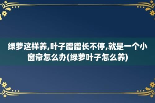 绿萝这样养,叶子蹭蹭长不停,就是一个小窗帘怎么办(绿萝叶子怎么养)