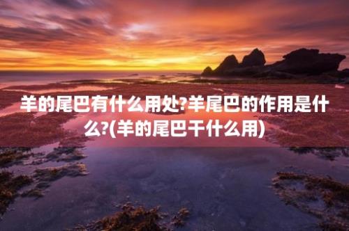 羊的尾巴有什么用处?羊尾巴的作用是什么?(羊的尾巴干什么用)