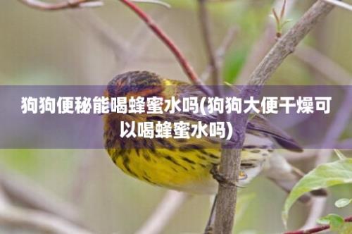 狗狗便秘能喝蜂蜜水吗(狗狗大便干燥可以喝蜂蜜水吗)