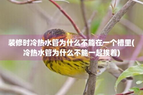 装修时冷热水管为什么不能在一个槽里(冷热水管为什么不能一起挨着)