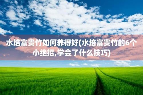 水培富贵竹如何养得好(水培富贵竹的6个小绝招,学会了什么技巧)