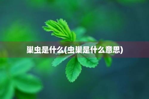 巢虫是什么(虫巢是什么意思)