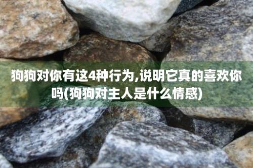 狗狗对你有这4种行为,说明它真的喜欢你吗(狗狗对主人是什么情感)