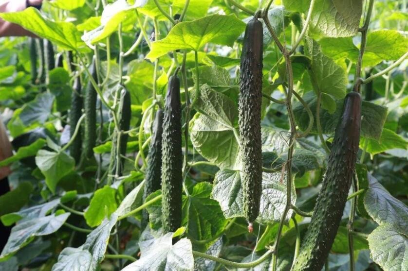 黄瓜卷须是怎么回事