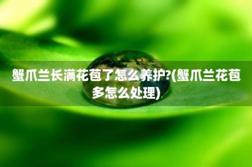 蟹爪兰长满花苞了怎么养护?(蟹爪兰花苞多怎么处理)