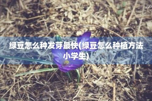 绿豆怎么种发芽最快(绿豆怎么种植方法小学生)