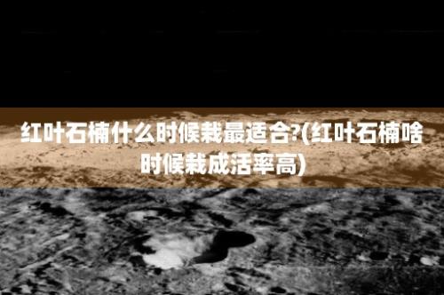 红叶石楠什么时候栽最适合?(红叶石楠啥时候栽成活率高)