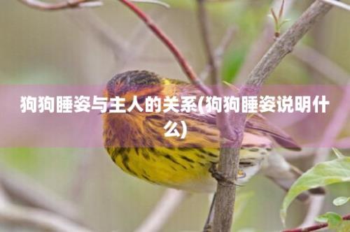 狗狗睡姿与主人的关系(狗狗睡姿说明什么)