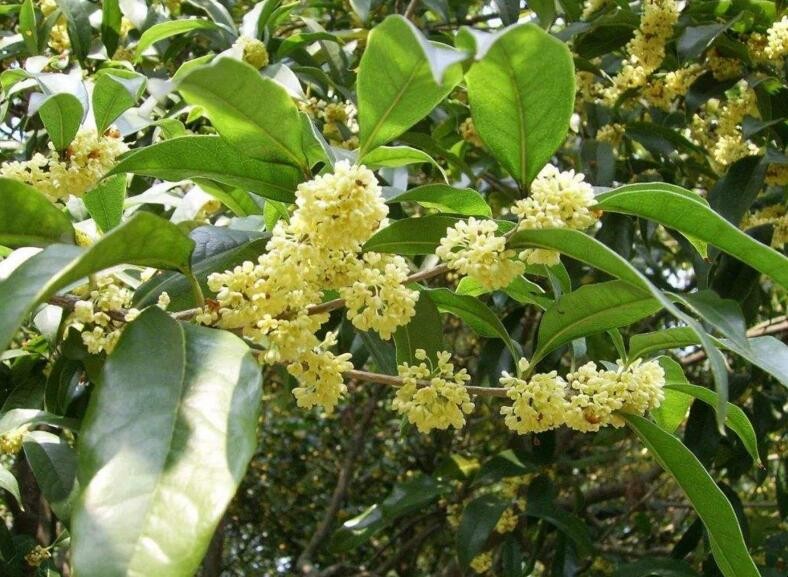 桂花