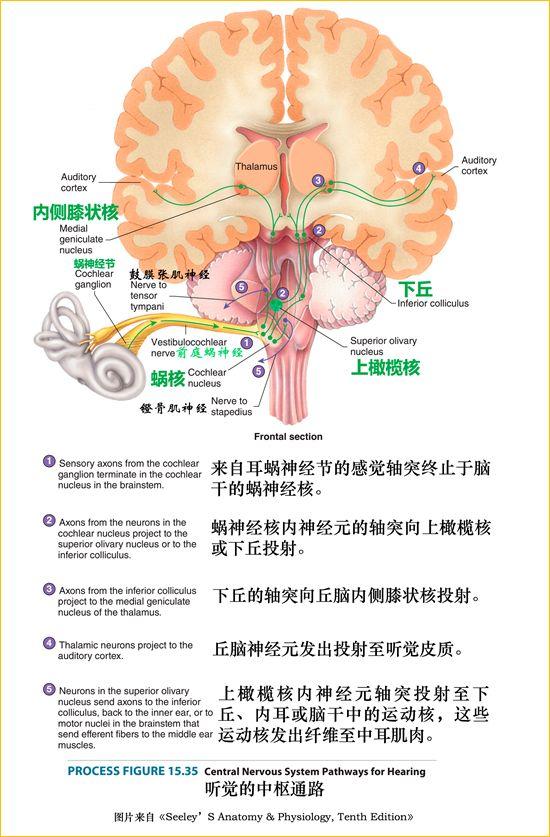 脑干内部超详细功能解剖图（内非颅神经核之）(8)