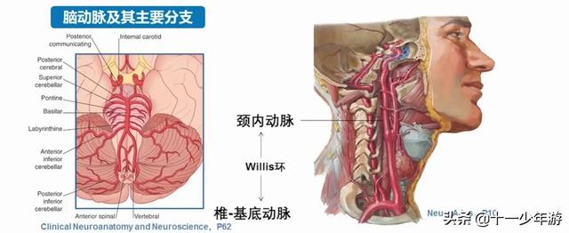 脑血管解剖结构图（概述和血管解剖）(13)